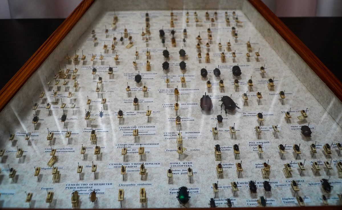 Житомирский музей природы