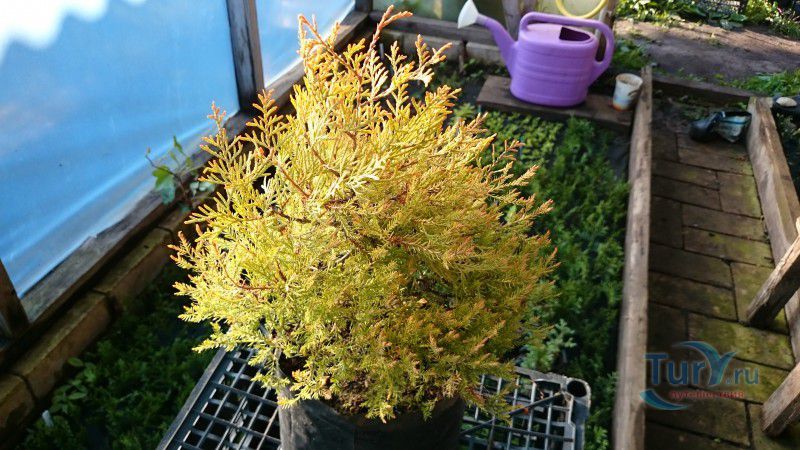 Полевая Речица Питомник Растений