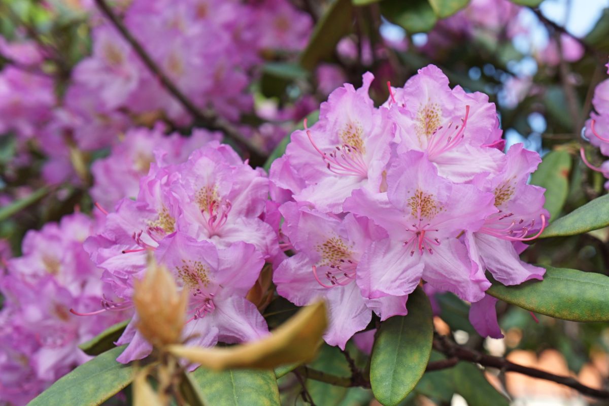 Бернардинский сад (Сад Bernardinų)
