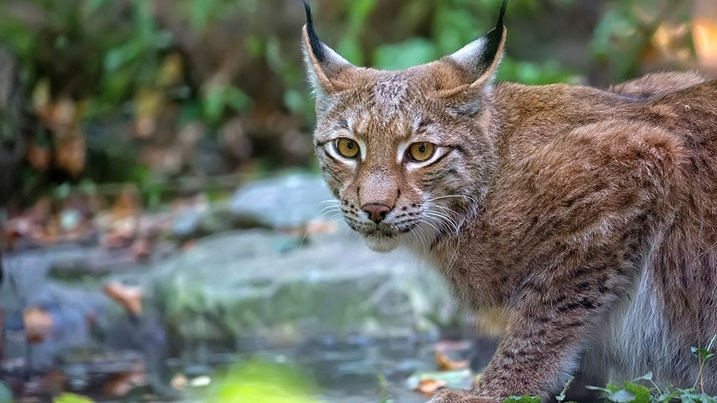 Рандерс Регнсков - Тропический зоопарк