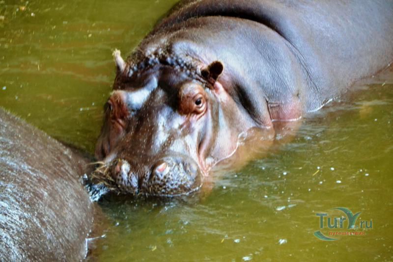 Барселонский зоопарк