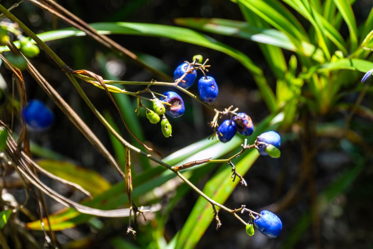 Гласис Ла Резерв Трейл