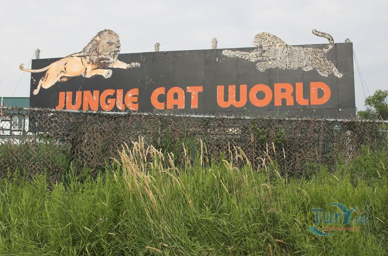 Мир Диких Кошек