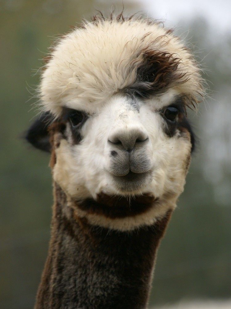 Ферма по выращиванию альпак Wile
