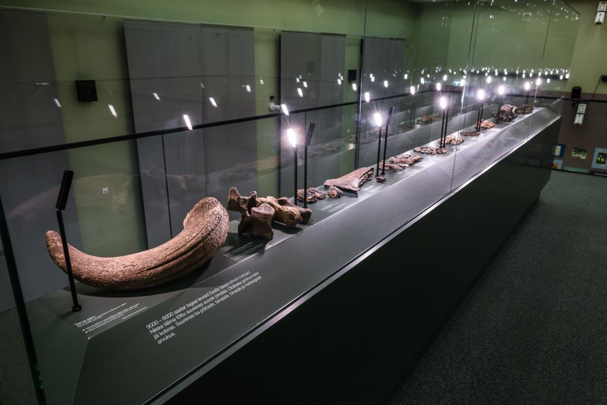 Музей естественной истории Тартуского университета