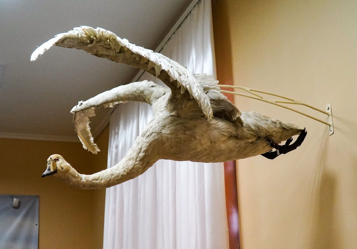 Житомирский музей природы