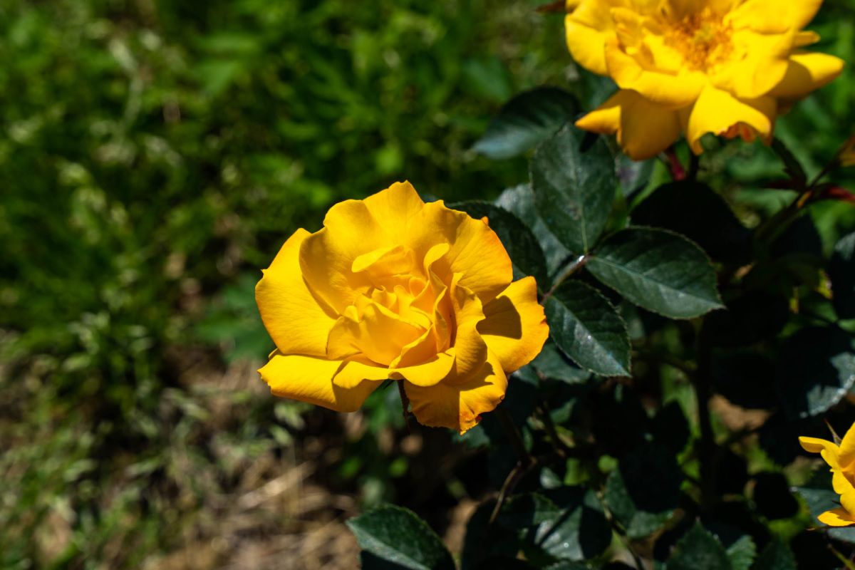 Батумский ботанический сад