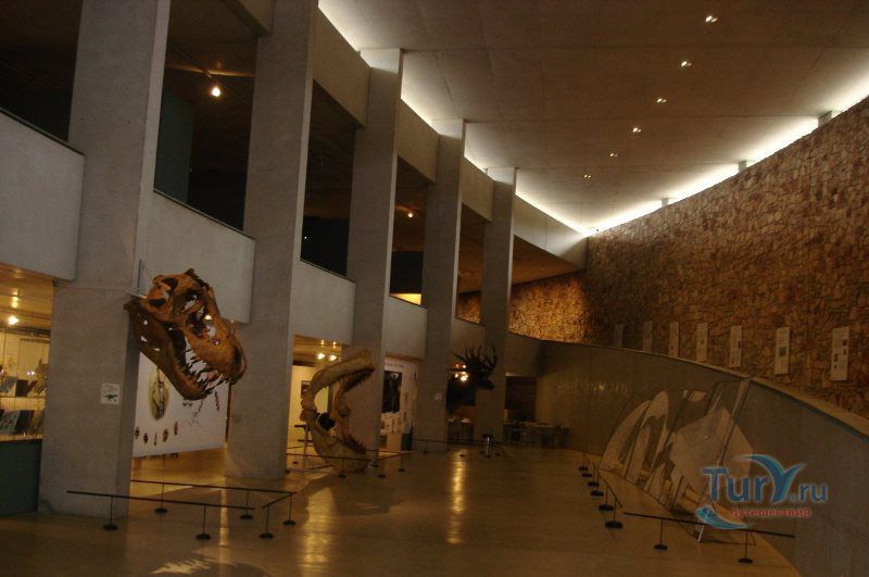 Музей доисторической антропологии