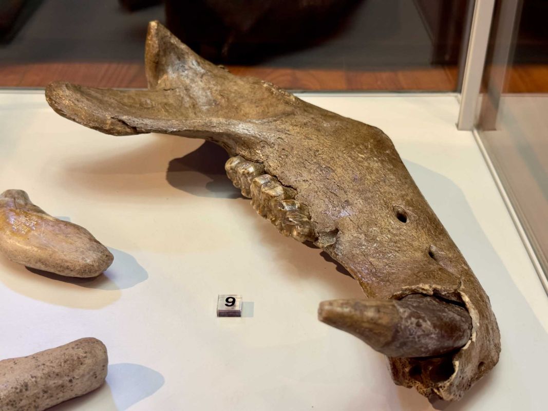 Вроцлавский археологический музей