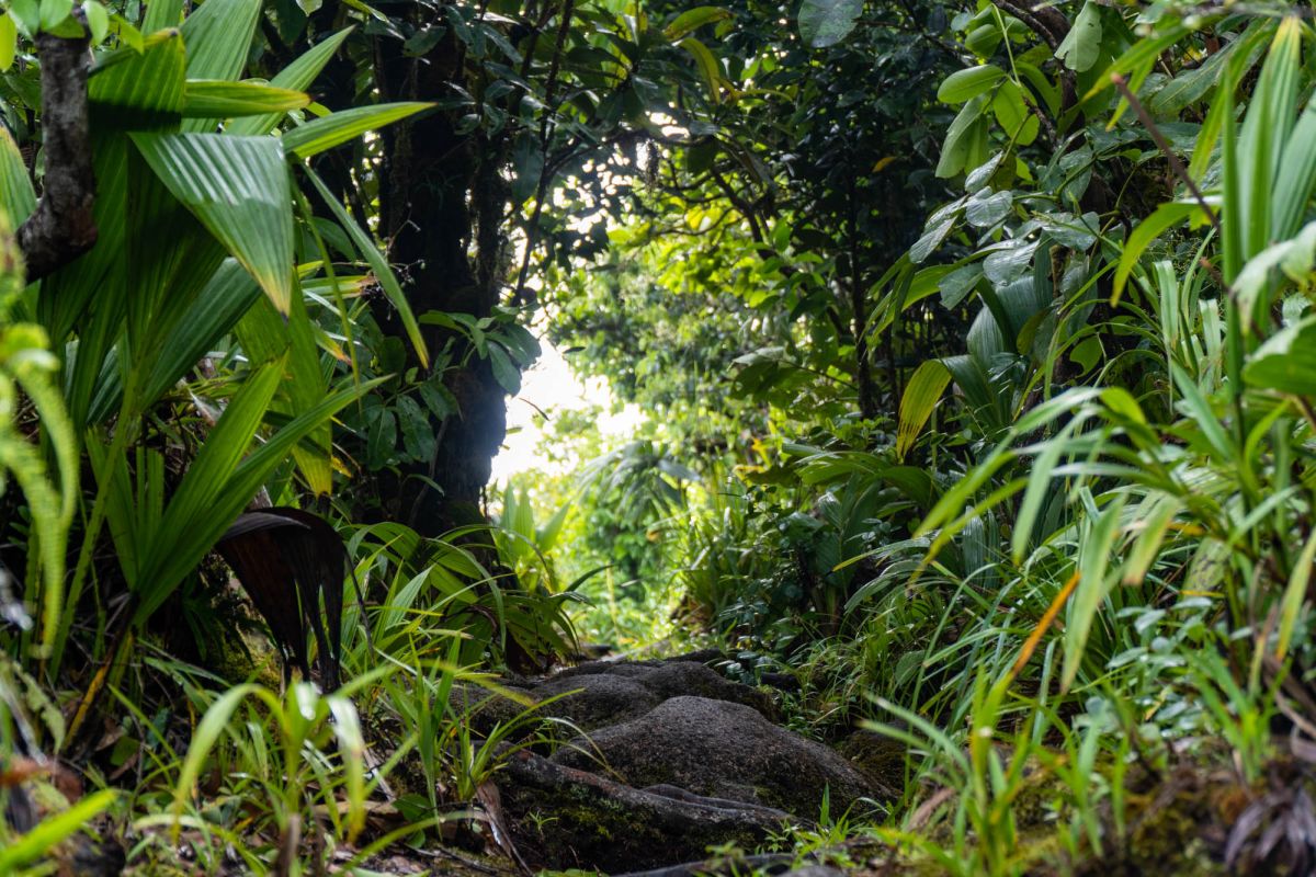 Национальный парк Морн Сейшелуа