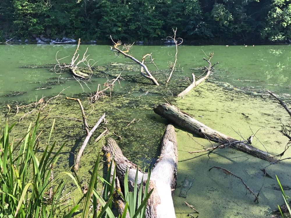 Река Тетерев