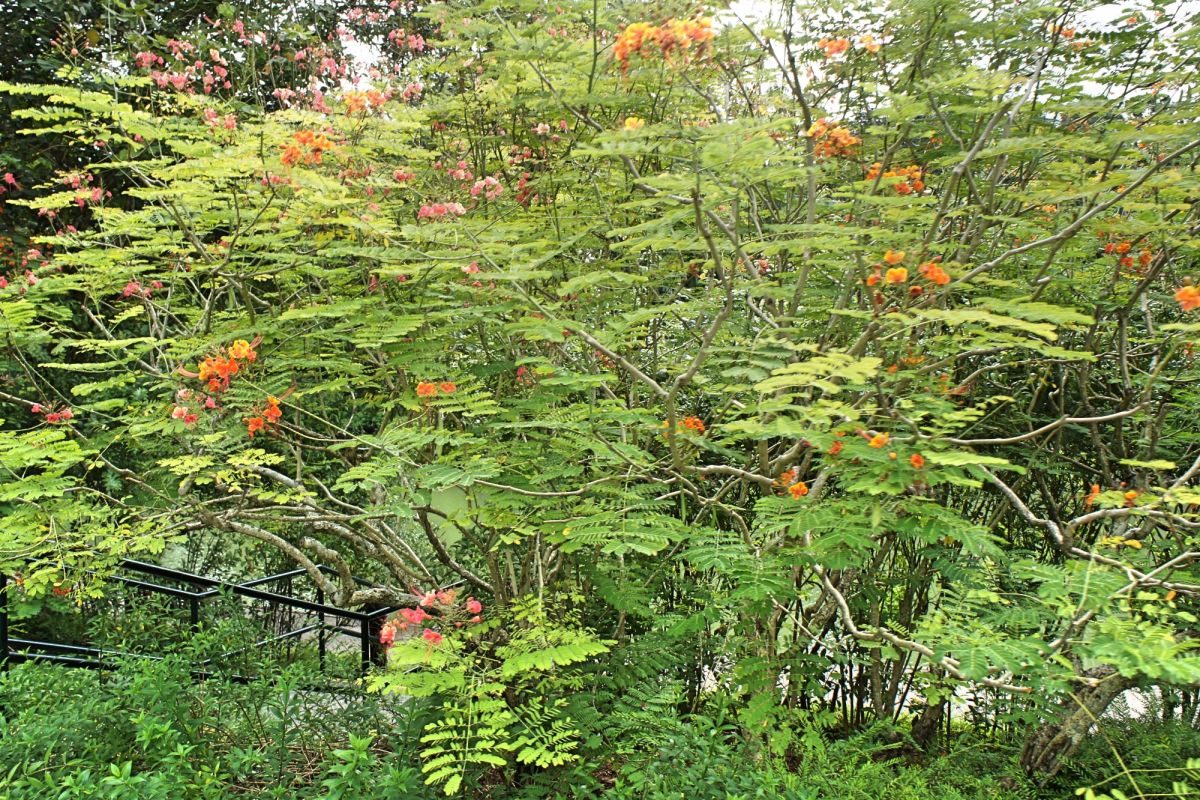 Парк Нассим Гейт