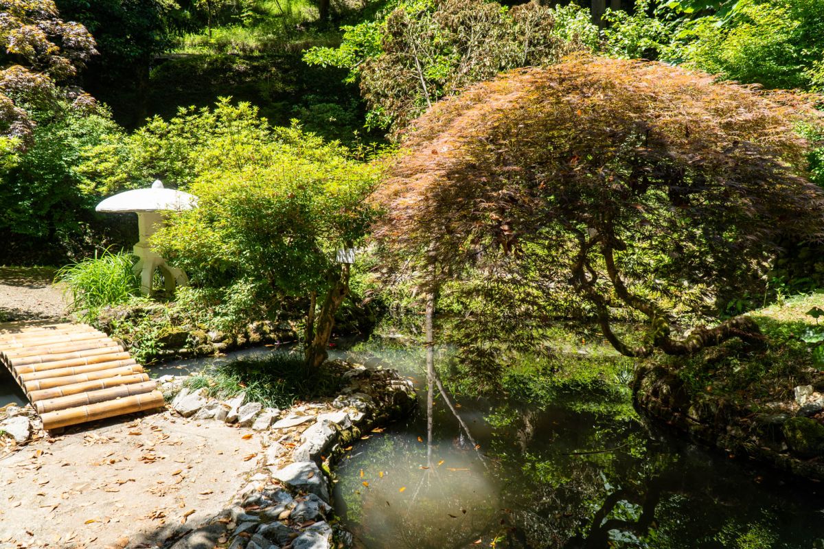 Батумский ботанический сад