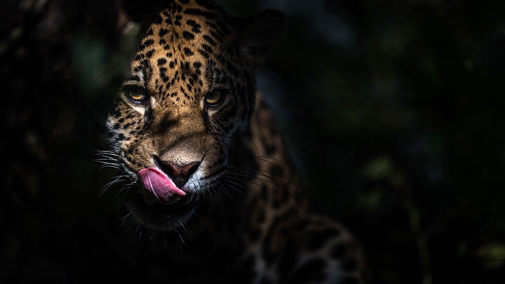 Рандерс Регнсков - Тропический зоопарк