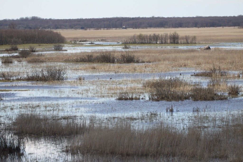 Вышка для наблюдения за птицами Пенийыэ