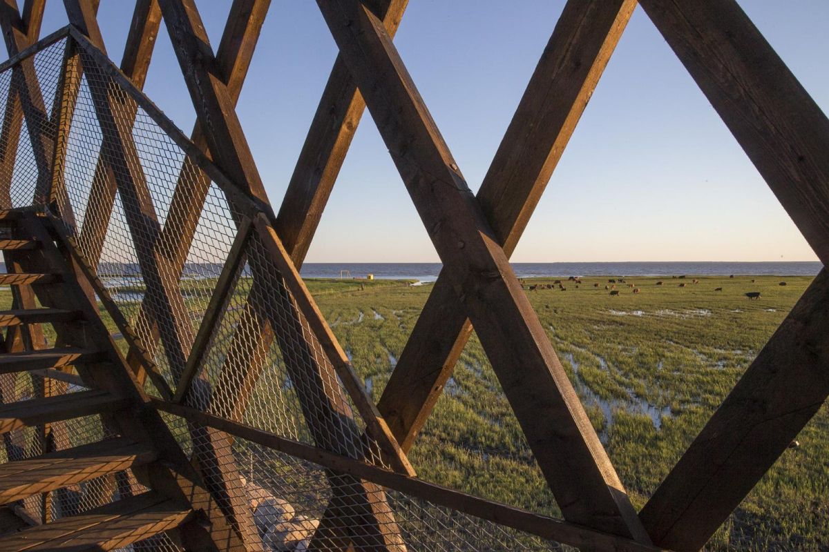 Смотровые вышки и городские коровы пярнуских прибрежных лугов