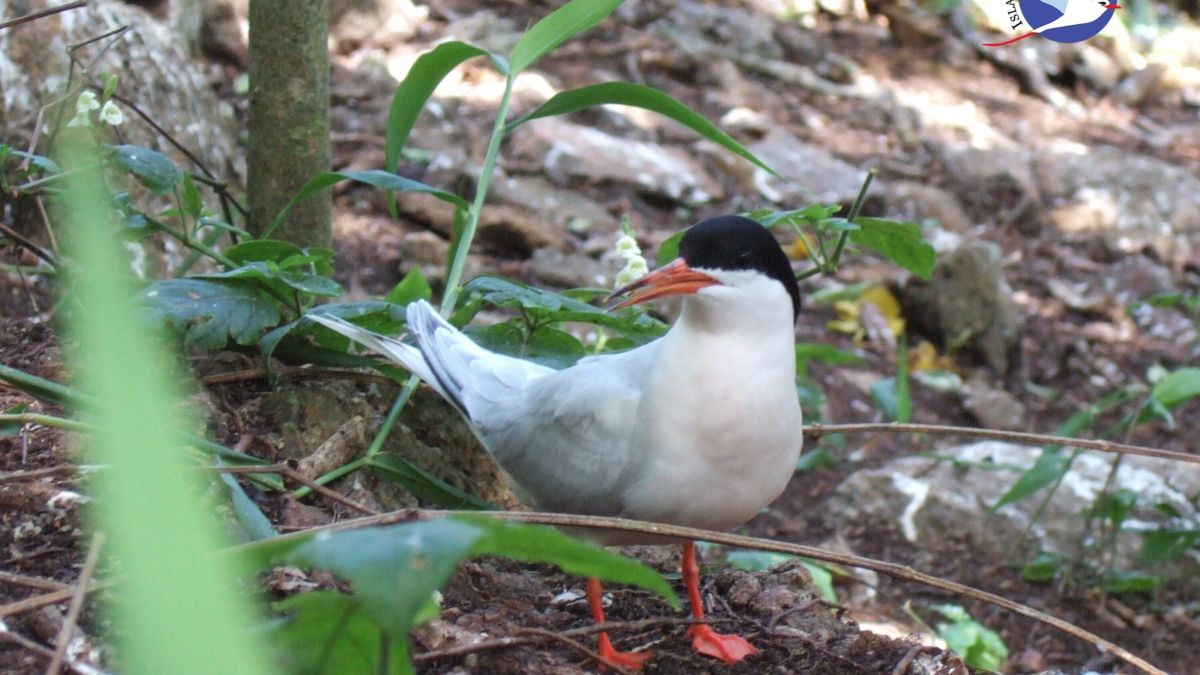 Особый заповедник острова Арид