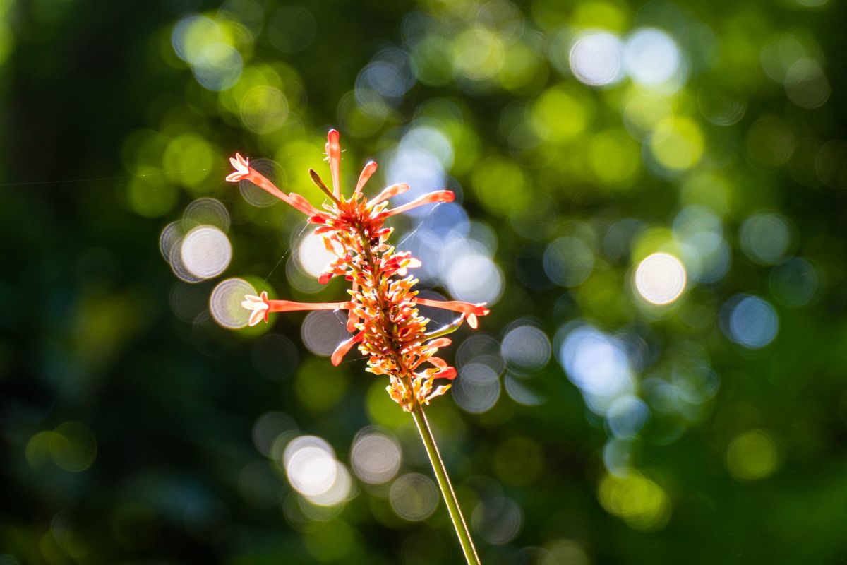 Гласис Ла Резерв Трейл