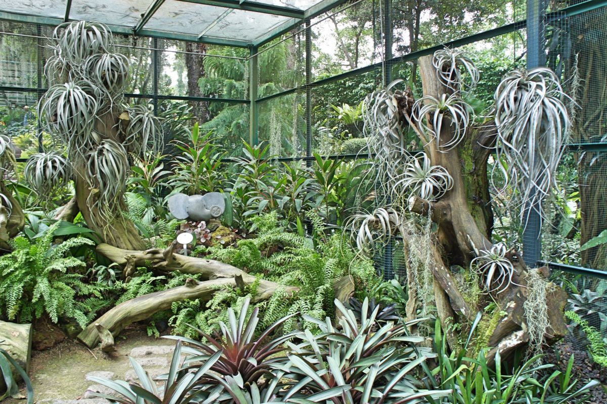 Сингапурский ботанический сад