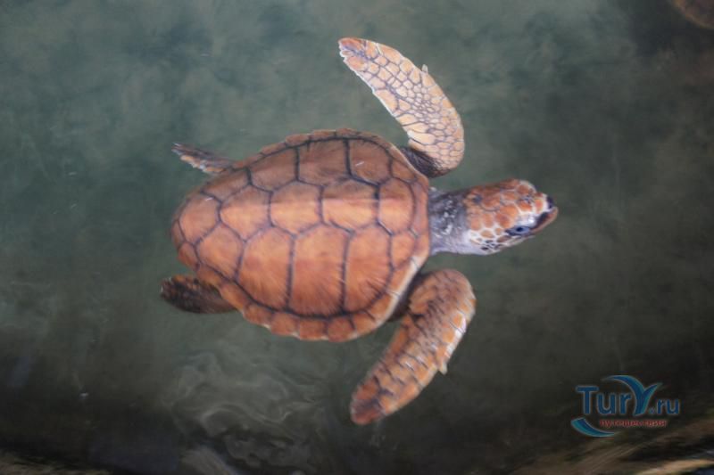 Черепашья ферма Turtle Conservation Research Center в Косгоде