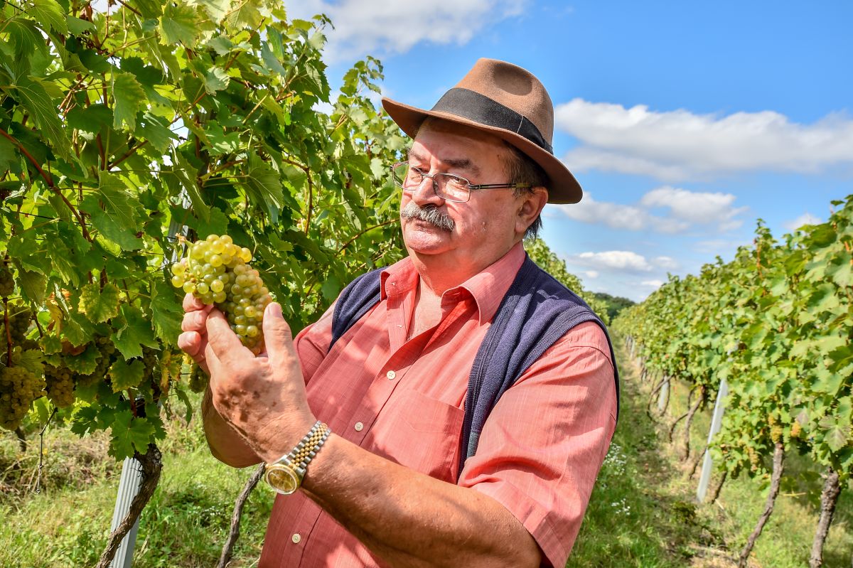 Винодельня «Триванович»