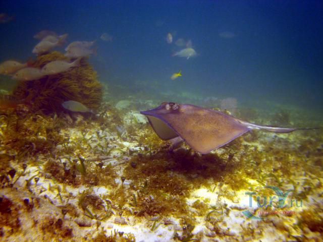 Морской Заповедник Хол Чан (Hol Chan Marine Reserve)