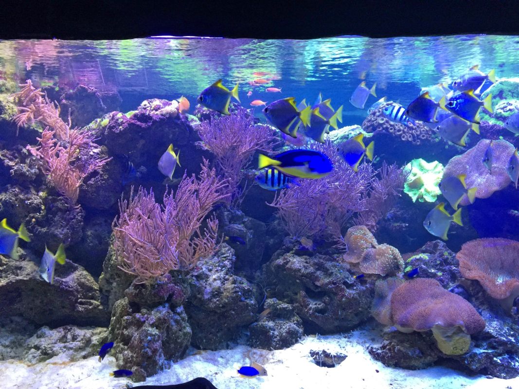 Океанариум Морская Сказка в Киеве