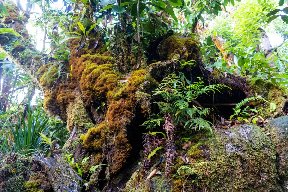 Национальный парк Морн Сейшелуа