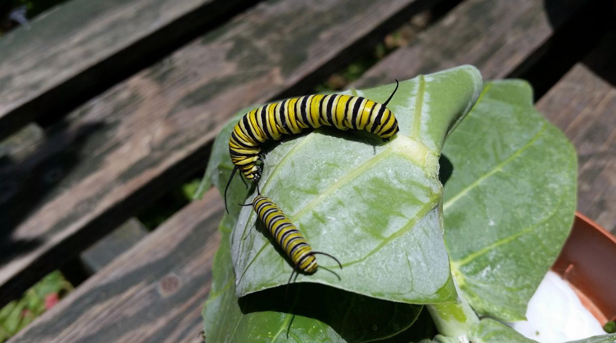 Ферма Бабочек (Aruba Butterfly Farm)