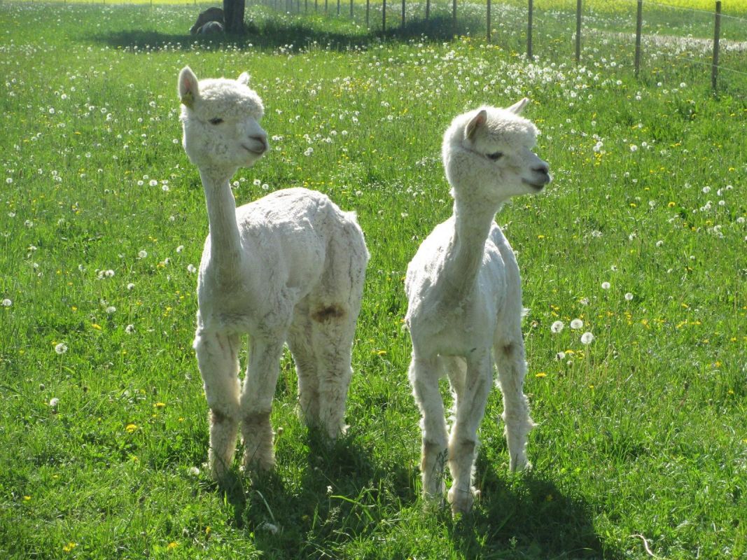 Парк мызы Олуствере