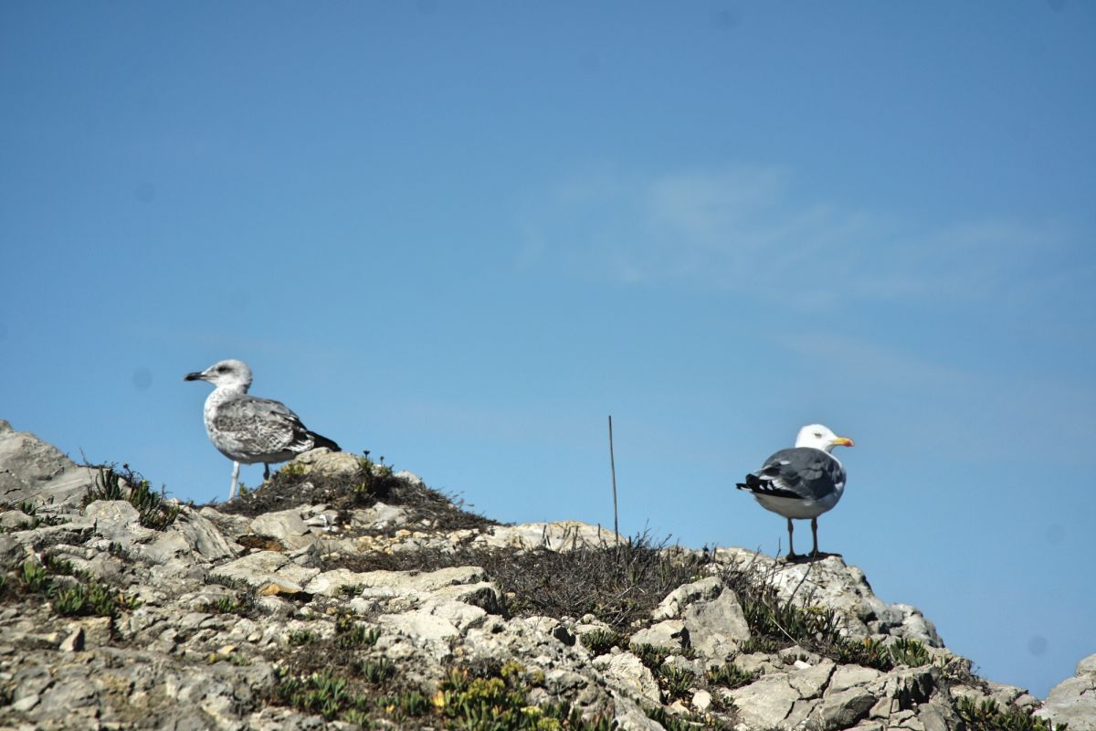 Камперван Дэй Парк