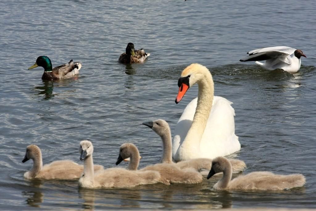 Хаапсалуский залив Тагалахт и смотровая вышка для наблюдения за птицами на улице Променаади