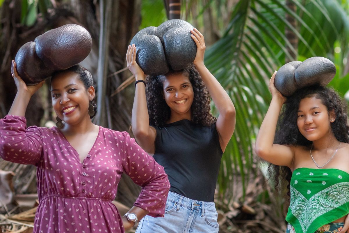 Привезти домой Coco De Mer с Сейшельских ост... фото