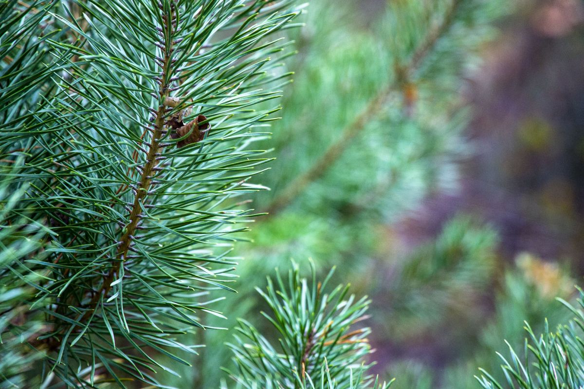 Барановское лесоохотничье хозяйство