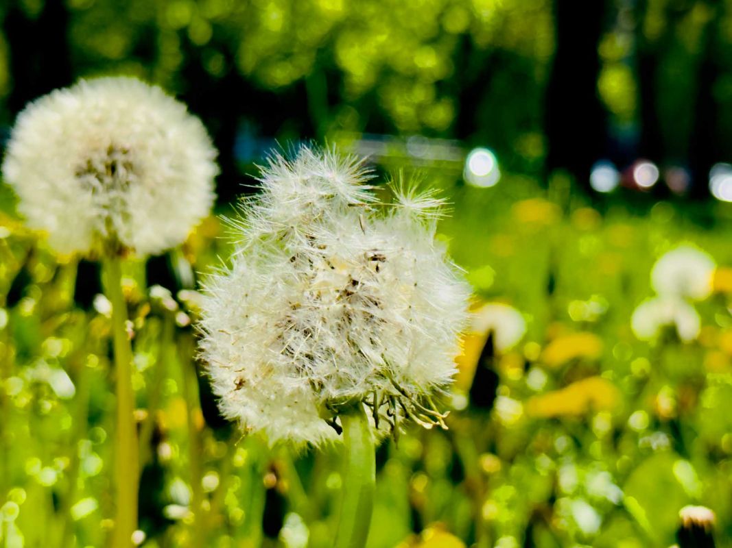 Парк Юлиуша Словацкого