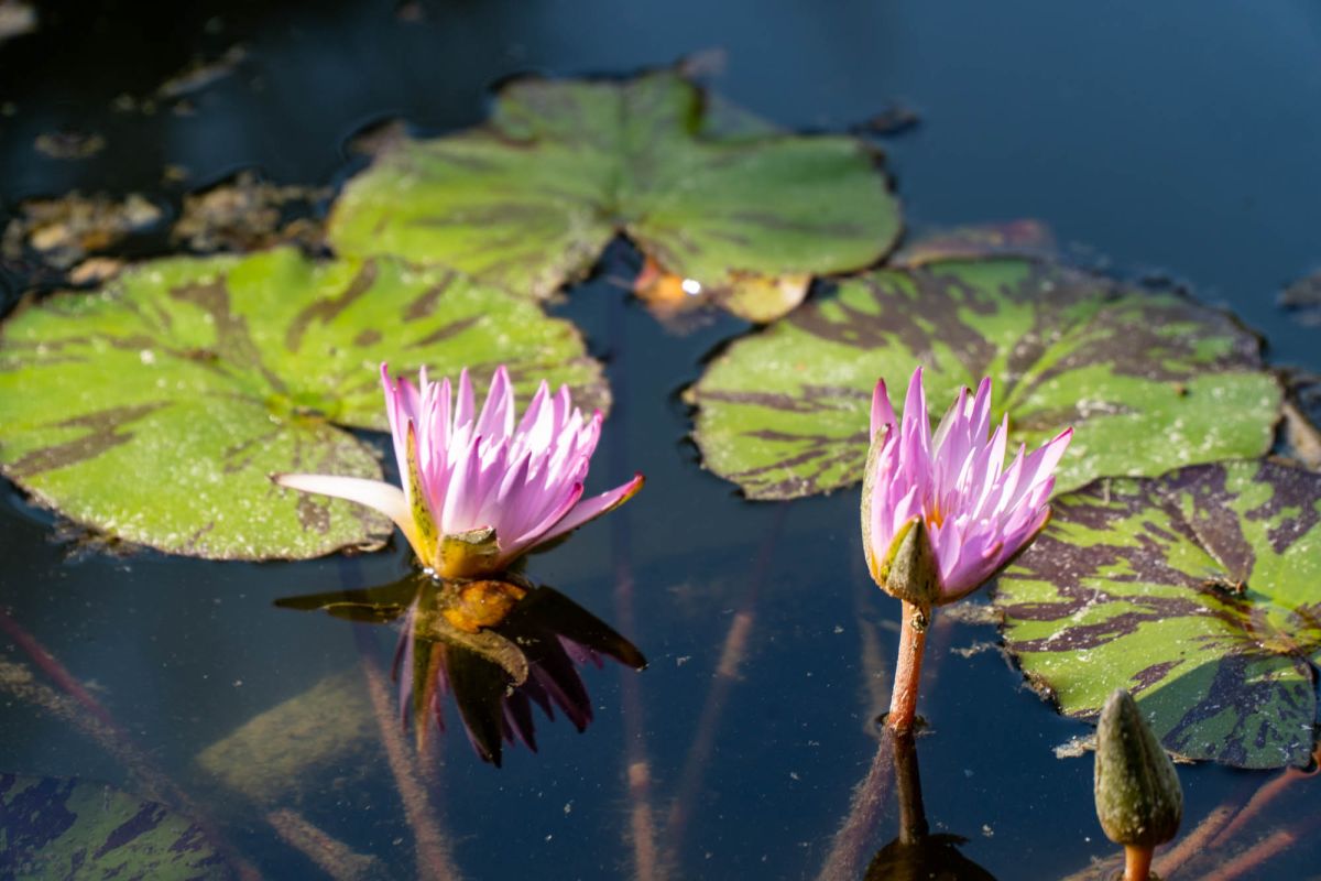 Ботанический сад Валенсии