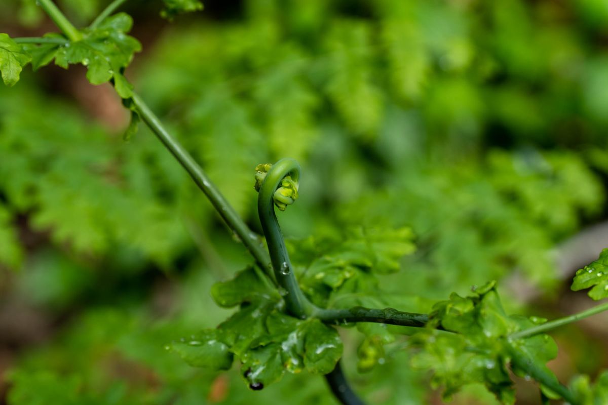Национальный парк Морн Сейшелуа