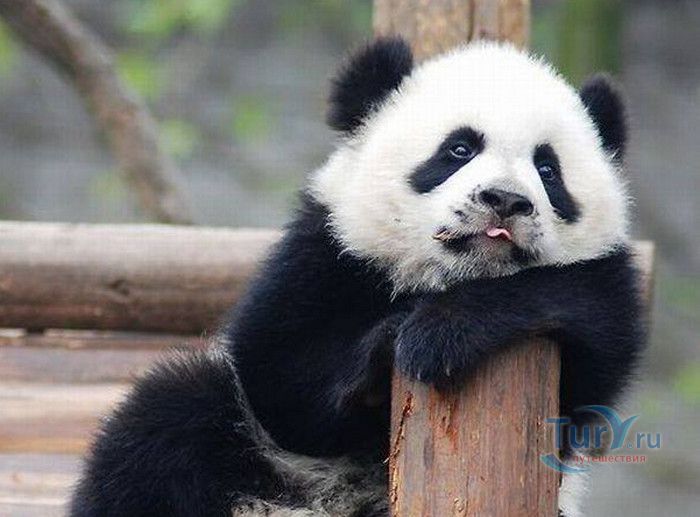 Сингапурский Зоопарк