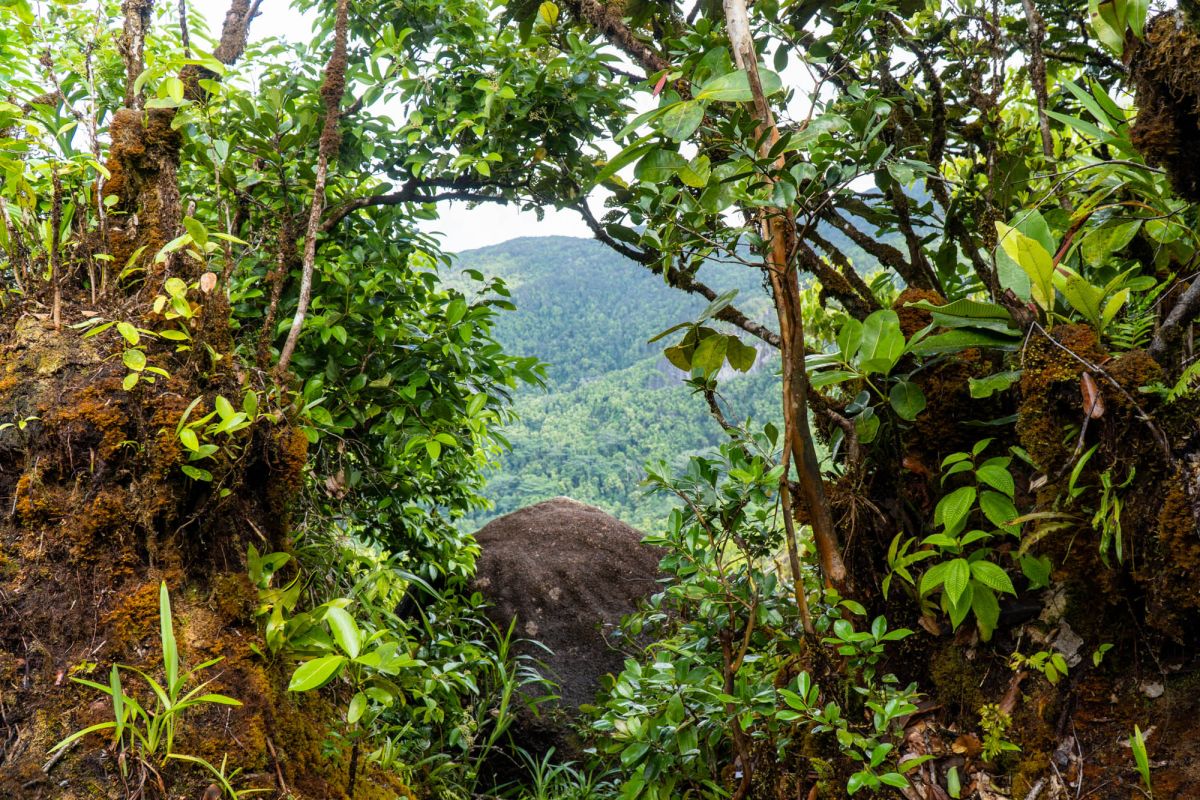 Морн Блан Трейл