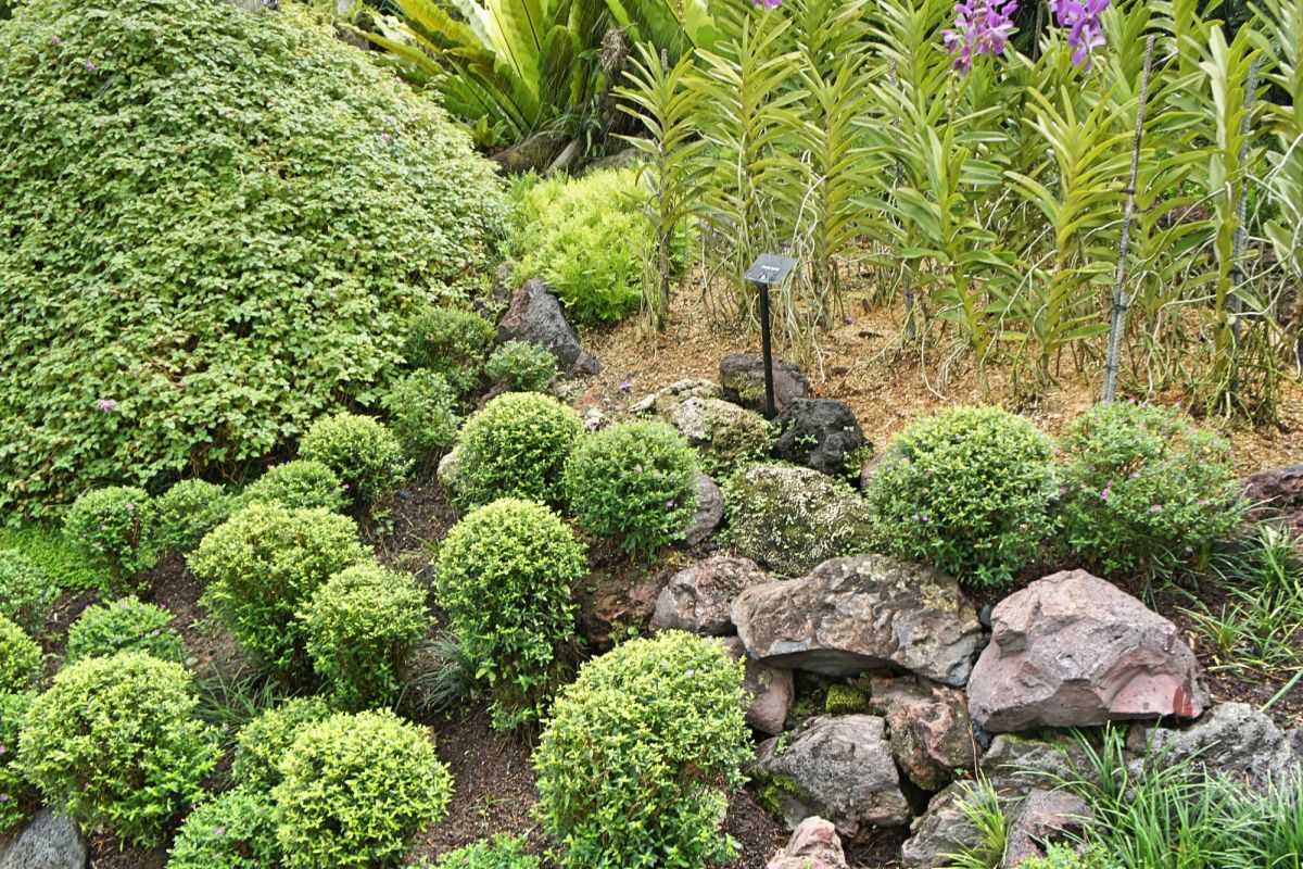 Сингапурский ботанический сад