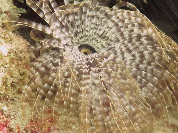 Л Абим (Ла Соурсиер) и Маунтин Топ (L’Abym (La Sourcier) and Mountain Top)