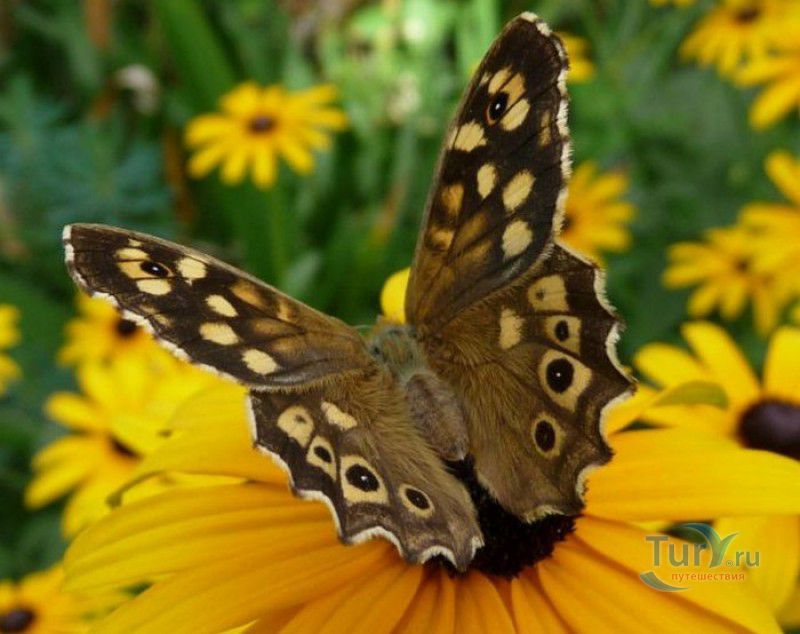 Сад Бабочек Мартиника