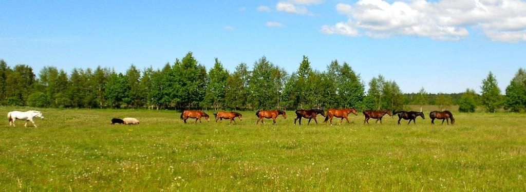 Хутор Калаоя