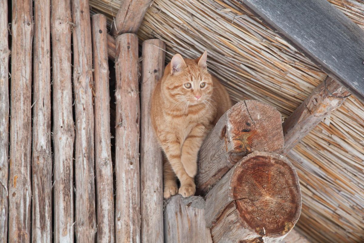 Вярска хутор-музей