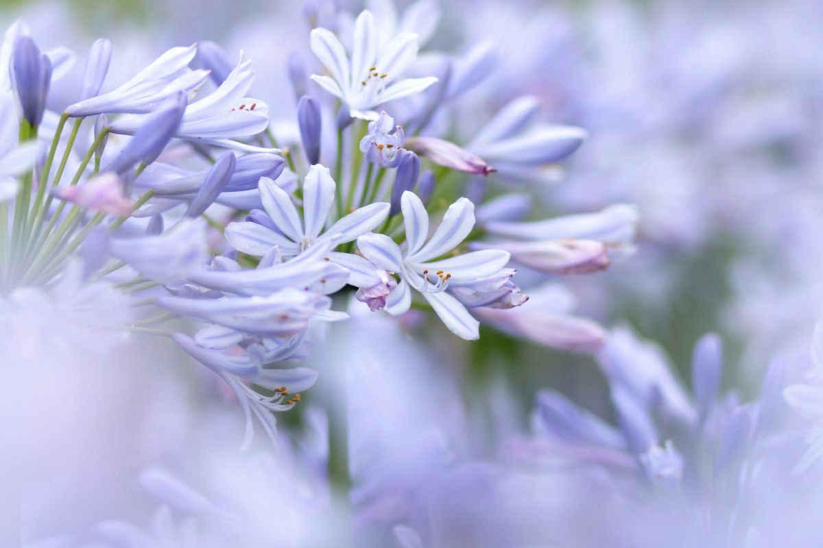 Ботанический Сад Офуна