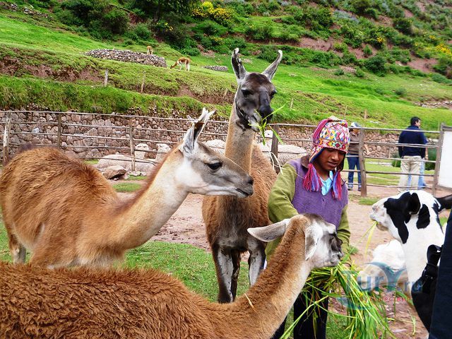 Ауанаканча