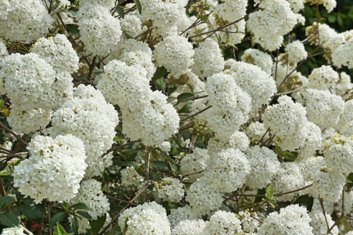 Бернардинский сад (Сад Bernardinų)