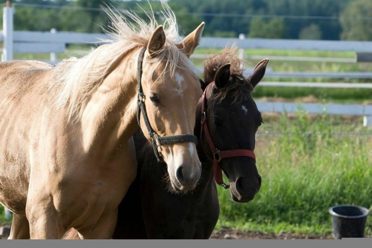 Конный хутор Куусекянну