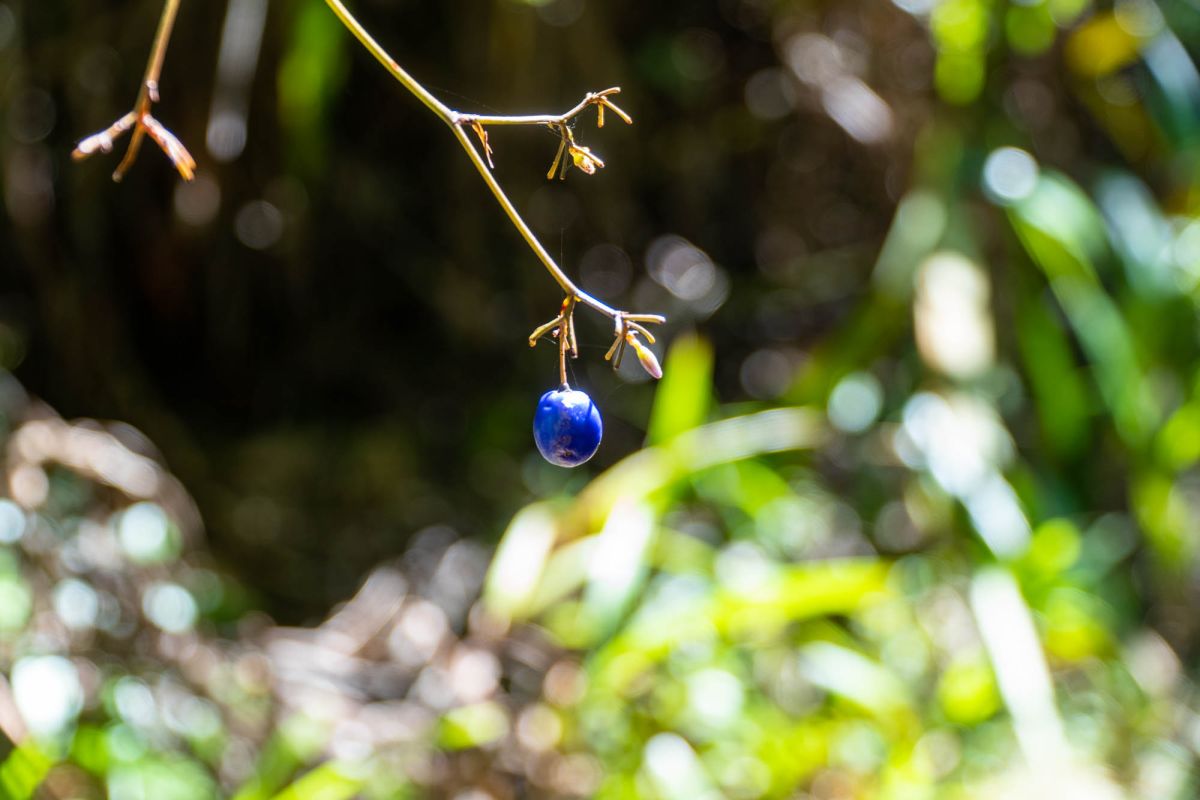 Гласис Ла Резерв Трейл