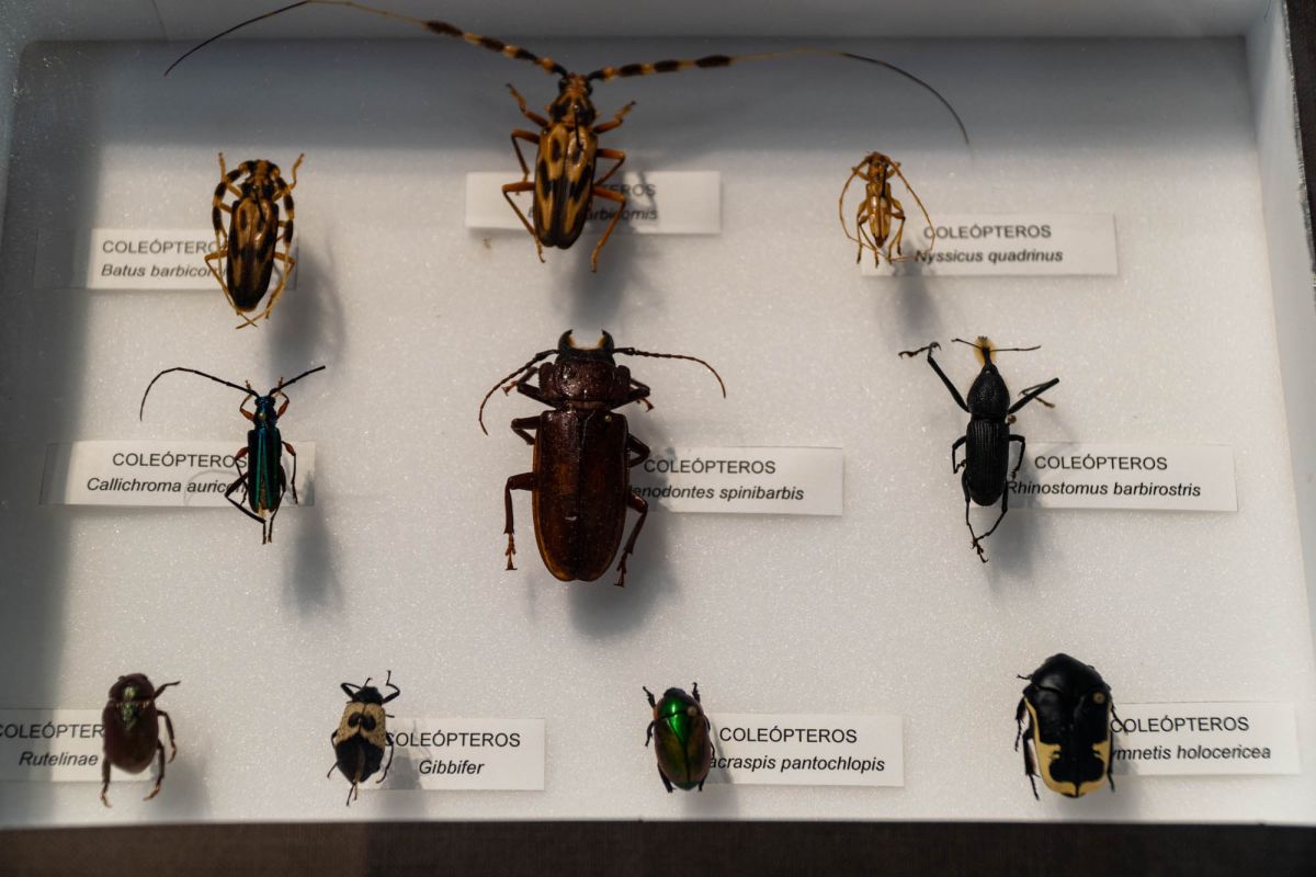 Музей наук принца Фелипе